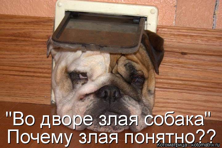 "Во дворе злая собака" Почему злая понятно??... Котоматрица: "Во дворе злая собака" Почему злая понятно??