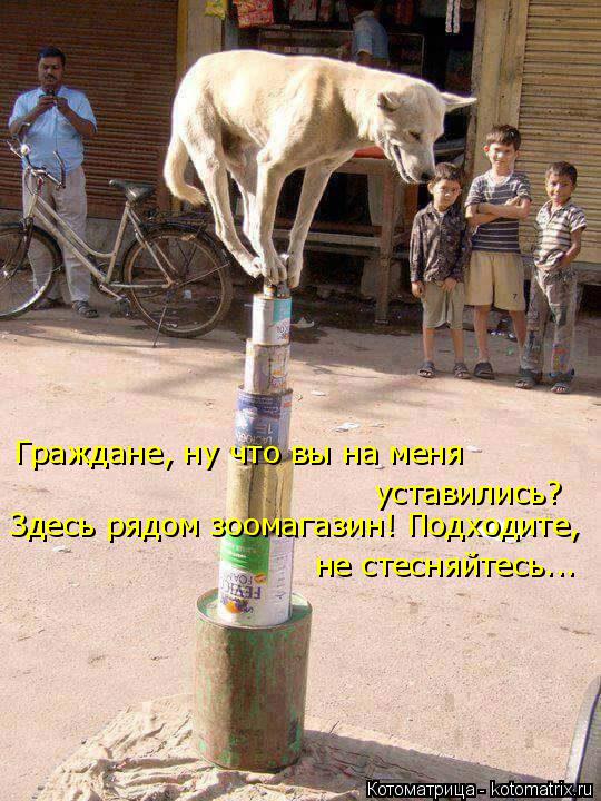 Граждане, ну что вы на меня уставились? Здесь рядом зоомагазин! Подходите, не стесняйтесь...... Котоматрица: Граждане, ну что вы на меня уставились? Здесь рядом зоомагазин! Подходите, не стесняйтесь...