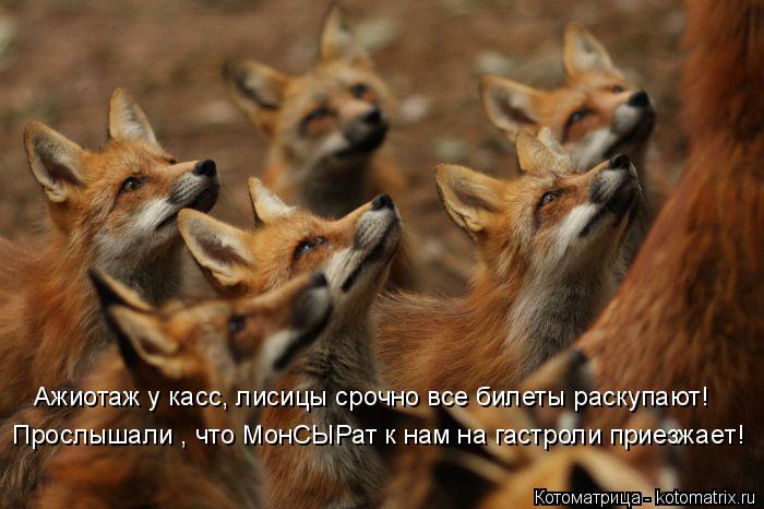 Прослышали , что МонСЫРат к нам на гастроли приезжает! Ажиотаж у касс, лисицы срочно все билеты раску... Котоматрица: Прослышали , что МонСЫРат к нам на гастроли приезжает! Ажиотаж у касс, лисицы срочно все билеты раскупают!
