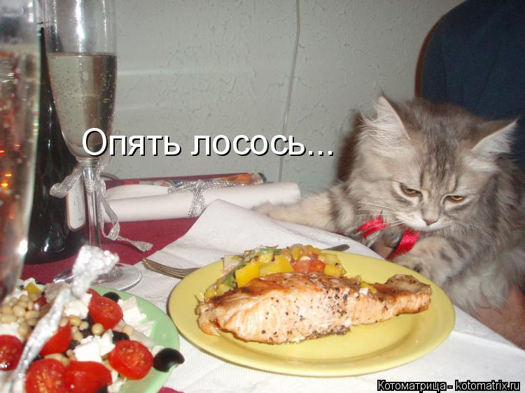 Опять лосось...... Котоматрица: Опять лосось...