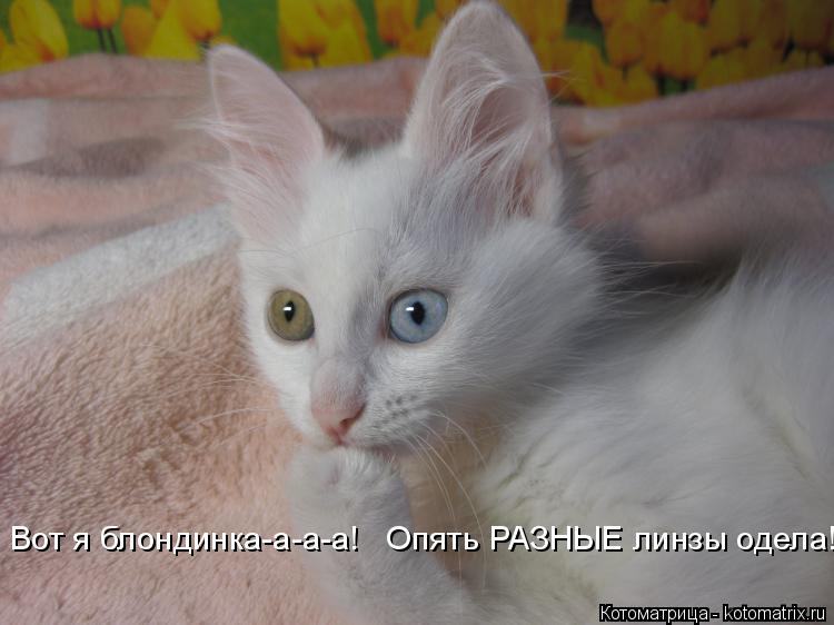 Вот я блондинка-а-а-а! Опять РАЗНЫЕ линзы одела!... Котоматрица: Вот я блондинка-а-а-а! Опять РАЗНЫЕ линзы одела!