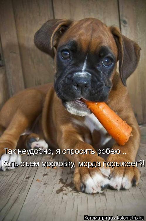 Так неудобно, я спросить робею... Коль съем морковку, морда порыжеет?!... Котоматрица: Так неудобно, я спросить робею... Коль съем морковку, морда порыжеет?!