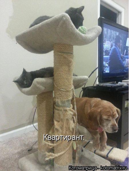 Квартирант.... Котоматрица: Квартирант.