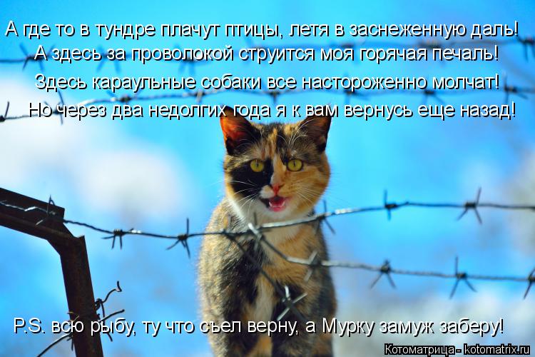 А здесь за проволокой струится моя горячая печаль! Здесь караульные собаки все настороженно молчат! Н... Котоматрица: А здесь за проволокой струится моя горячая печаль! Здесь караульные собаки все настороженно молчат! Но через два недолгих года я к вам верн