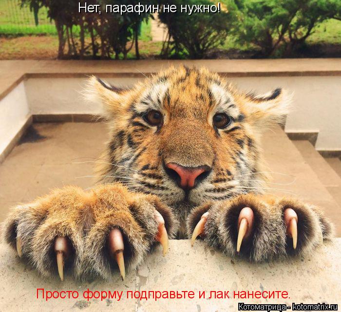 Нет, парафин не нужно! Просто форму подправьте и лак нанесите.... Котоматрица: Нет, парафин не нужно! Просто форму подправьте и лак нанесите.