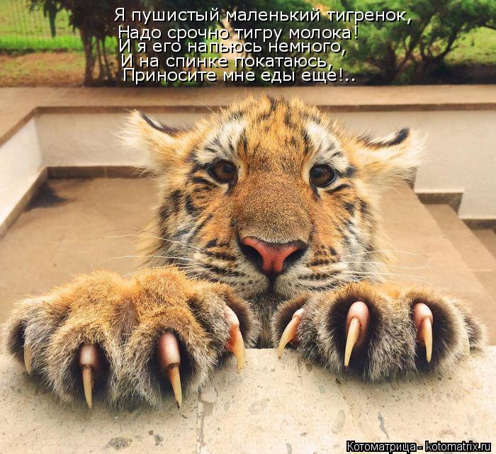 Я пушистый маленький тигренок, Надо срочно тигру молока! И я его напьюсь немного, И на спинке покатаю... Котоматрица: Я пушистый маленький тигренок, Надо срочно тигру молока! И я его напьюсь немного, И на спинке покатаюсь, Приносите мне еды еще!..