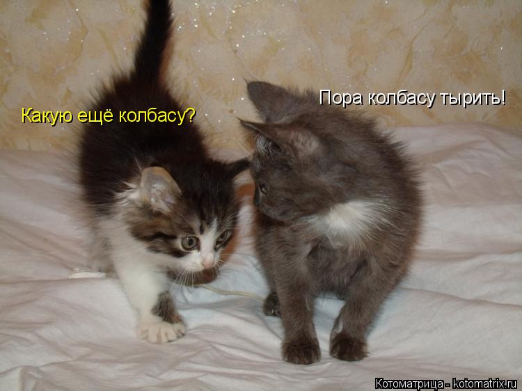 Пора колбасу тырить! Какую ещё колбасу?... Котоматрица: Пора колбасу тырить! Какую ещё колбасу?