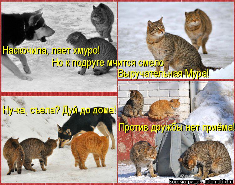 Наскочила, лает хмуро! Но к подруге мчится смело Выручательная Мура! Ну-ка, съела? Дуй до дома! Проти... Котоматрица: Наскочила, лает хмуро! Но к подруге мчится смело Выручательная Мура! Ну-ка, съела? Дуй до дома! Против дружбы нет приёма!