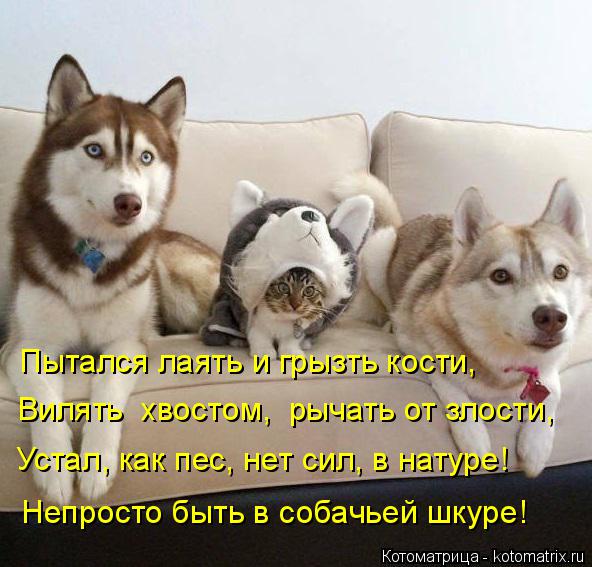Пытался лаять и грызть кости, Вилять хвостом, рычать от злости, Устал, как пес, нет сил, в натуре! ... Котоматрица: Пытался лаять и грызть кости, Вилять хвостом, рычать от злости, Устал, как пес, нет сил, в натуре! Непросто быть в собачьей шкуре!