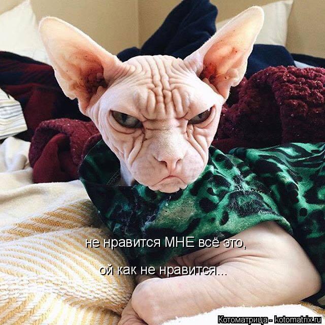 не нравится МНЕ всё это, ой как не нравится...... Котоматрица: не нравится МНЕ всё это, ой как не нравится...