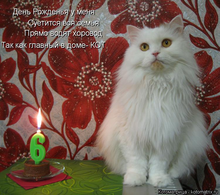 Так как главный в доме- КОТ Прямо водят хоровод Суетится вся семья День Рожденья у меня... Котоматрица: Так как главный в доме- КОТ Прямо водят хоровод Суетится вся семья День Рожденья у меня