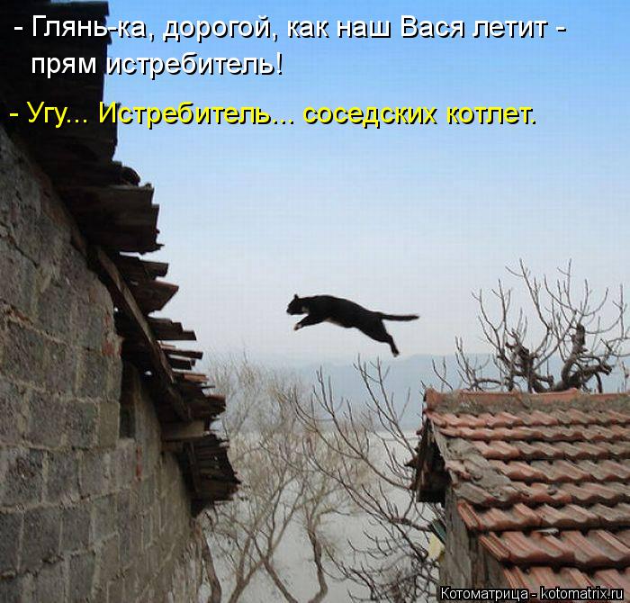 - Глянь-ка, дорогой, как наш Вася летит - прям истребитель! - Угу... Истребитель... соседских котлет... Котоматрица: - Глянь-ка, дорогой, как наш Вася летит - прям истребитель! - Угу... Истребитель... соседских котлет.