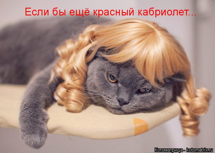 Котоматрица: Если бы ещё красный кабриолет...