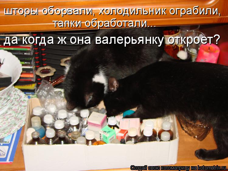шторы оборвали, холодильник ограбили, тапки обработали... да когда ж она валерьянку откроет?... Котоматрица: шторы оборвали, холодильник ограбили, тапки обработали... да когда ж она валерьянку откроет?