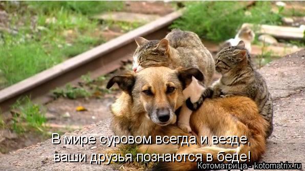 В мире суровом всегда и везде, ваши друзья познаются в беде!... Котоматрица: В мире суровом всегда и везде, ваши друзья познаются в беде!