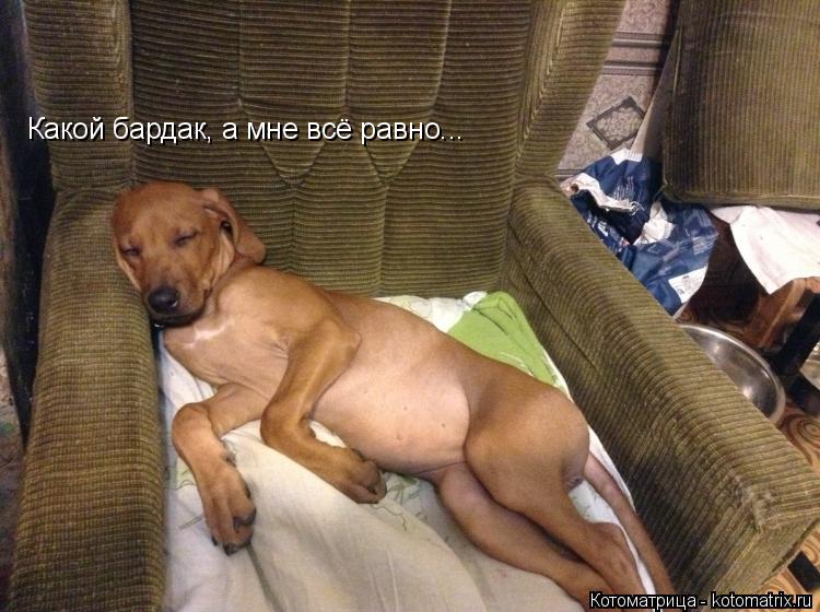 Какой бардак, а мне всё равно...... Котоматрица: Какой бардак, а мне всё равно...