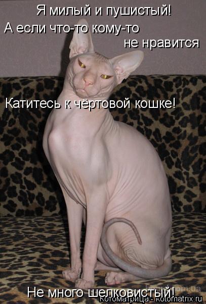 Котоматрица: Я милый и пушистый! Не много шелковистый! А если что-то кому-то  не нравится Катитесь к чёртовой кошке!