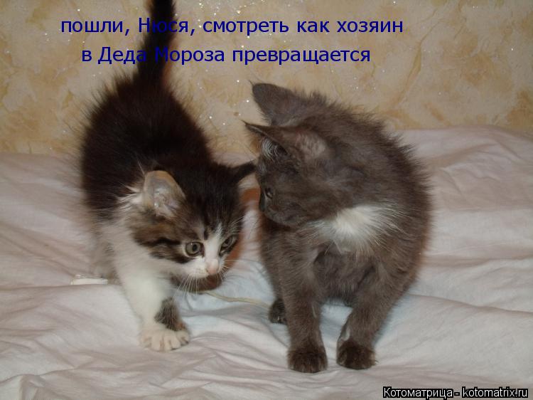 пошли, Нюся, смотреть как хозяин пошли, Нюся, смотреть как хозяин в Деда Мороза превращается... Котоматрица: пошли, Нюся, смотреть как хозяин пошли, Нюся, смотреть как хозяин в Деда Мороза превращается