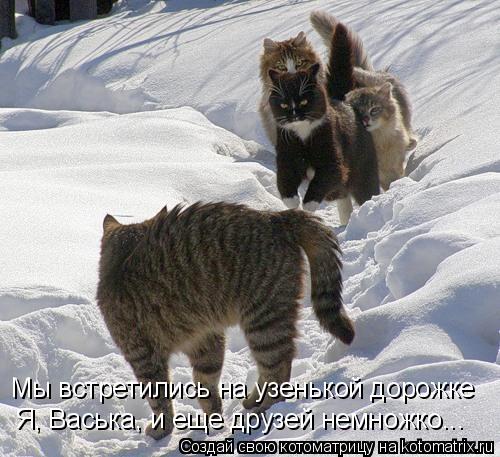 Мы встретились на узенькой дорожке Я, Васька, и еще друзей немножко...... Котоматрица: Мы встретились на узенькой дорожке Я, Васька, и еще друзей немножко...