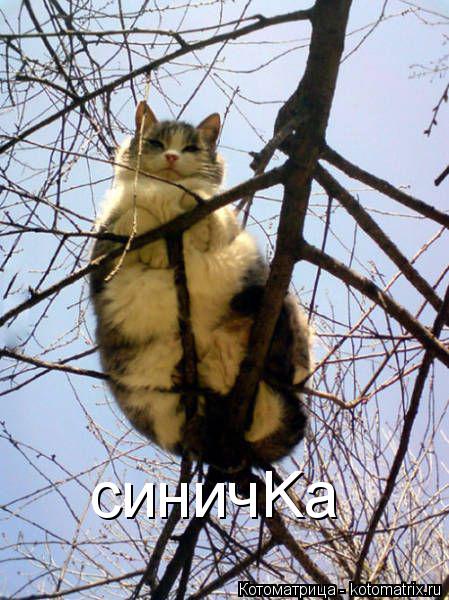 Котоматрица: cиничKа