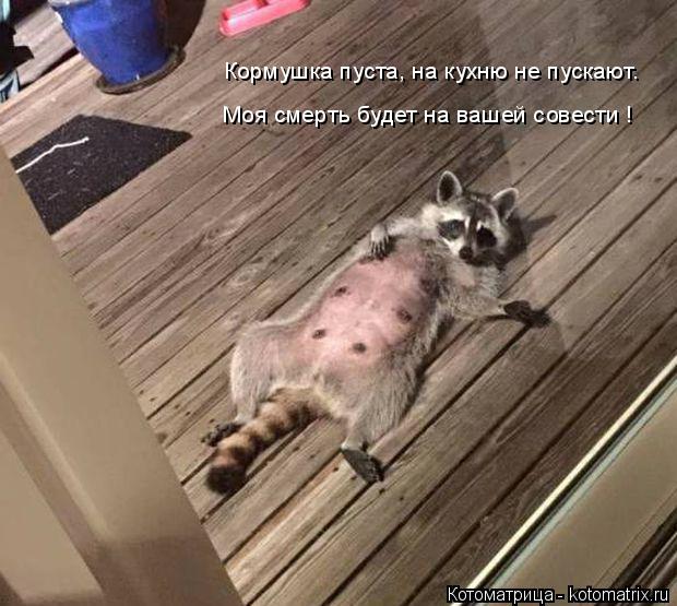 Кормушка пуста, на кухню не пускают. Моя смерть будет на вашей совести !... Котоматрица: Кормушка пуста, на кухню не пускают. Моя смерть будет на вашей совести !