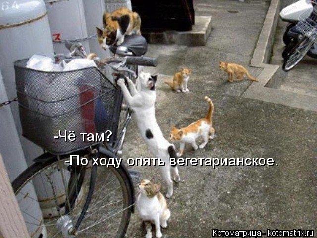 Котоматрица: -Чё там? -По ходу опять вегетарианское.