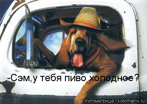 Котоматрица: -Сэм,у тебя пиво холодное?