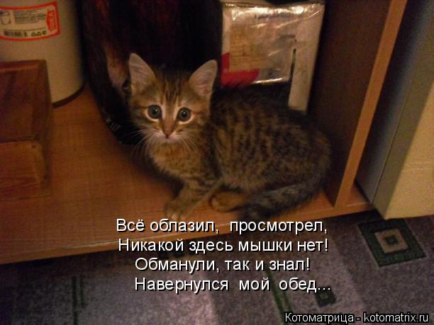 Котоматрица: Всё облазил,  просмотрел,  Никакой здесь мышки нет!  Обманули, так и знал!  Навернулся  мой  обед...