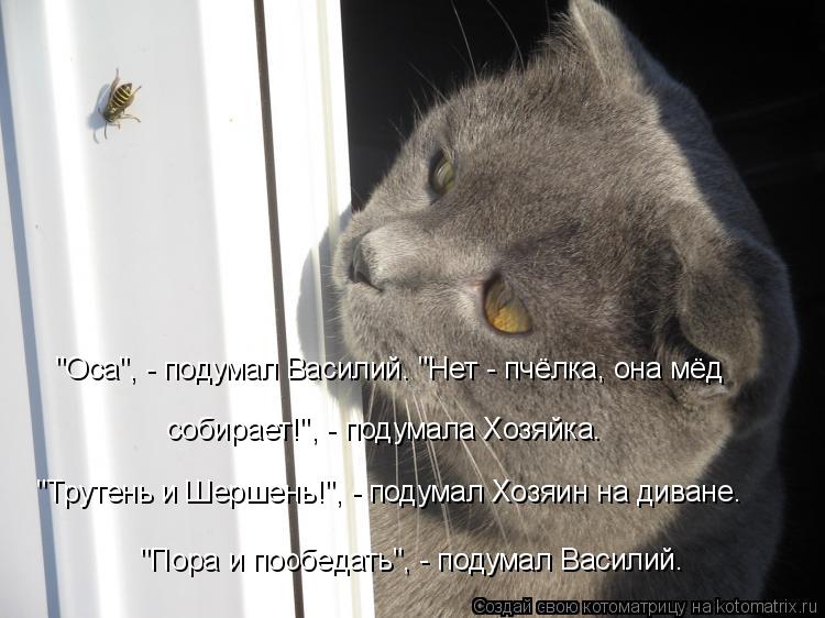 "Оса", - подумал Василий. "Нет - пчёлка, она мёд "Трутень и Шершень!", - подумал Хозяин на диване. со... Котоматрица: "Оса", - подумал Василий. "Нет - пчёлка, она мёд "Трутень и Шершень!", - подумал Хозяин на диване. собирает!", - подумала Хозяйка. "Пора и пообедать",