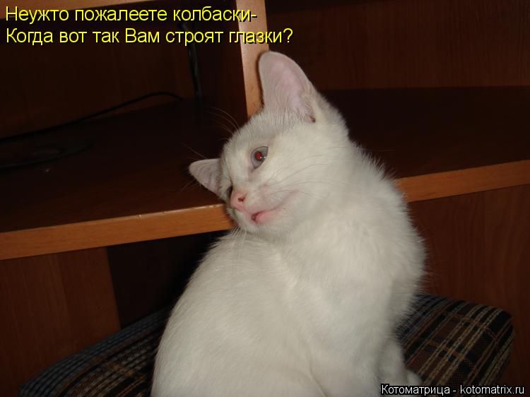 Котоматрица: Неужто пожалеете колбаски- Когда вот так Вам строят глазки?