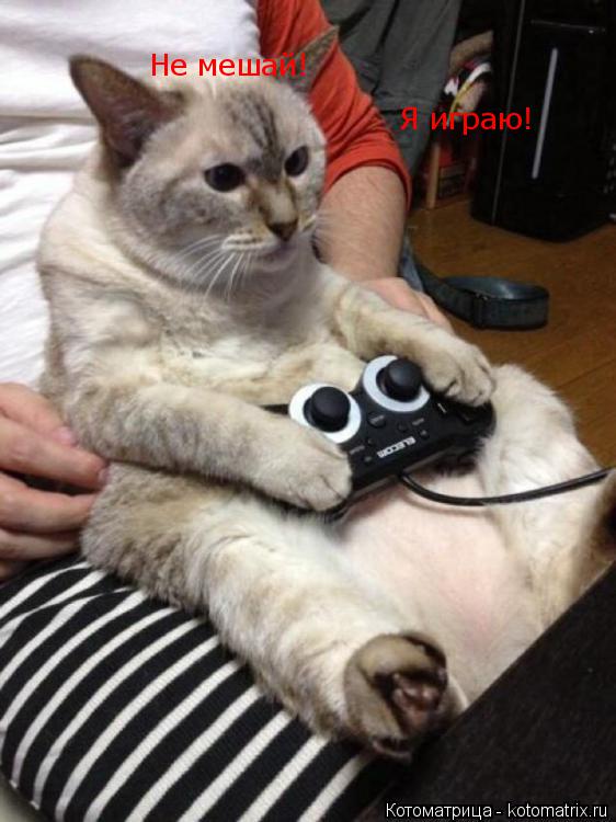 Не мешай! Я играю!... Котоматрица: Не мешай! Я играю!