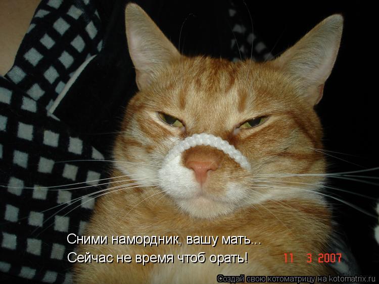 Сними намордник, вашу мать... Сейчас не время чтоб орать!... Котоматрица: Сними намордник, вашу мать... Сейчас не время чтоб орать!