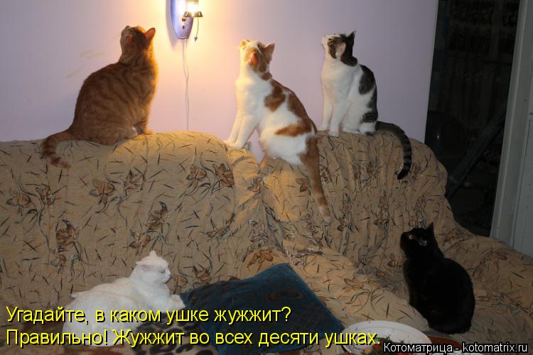 Котоматрица: Угадайте, в каком ушке жужжит? Правильно! Жужжит во всех десяти ушках.