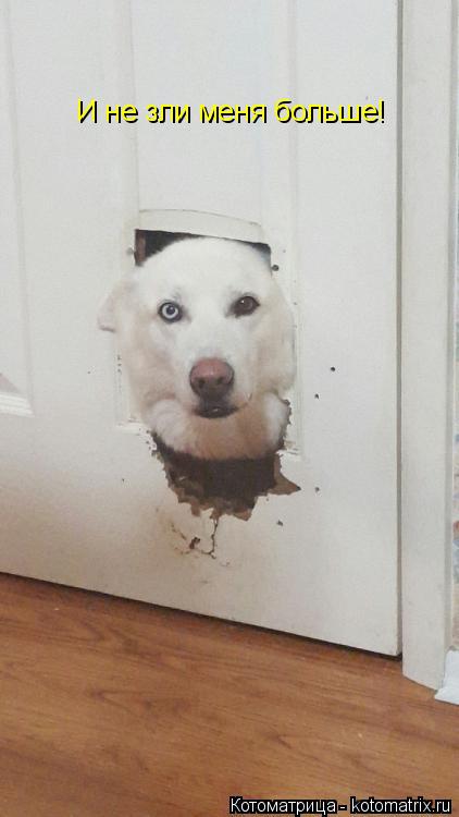 И не зли меня больше!... Котоматрица: И не зли меня больше!