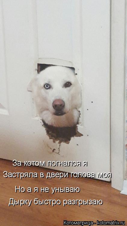 За котом погнался я Застряла в двери голова моя Но а я не унываю Дырку быстро разгрызаю... Котоматрица: За котом погнался я Застряла в двери голова моя Но а я не унываю Дырку быстро разгрызаю