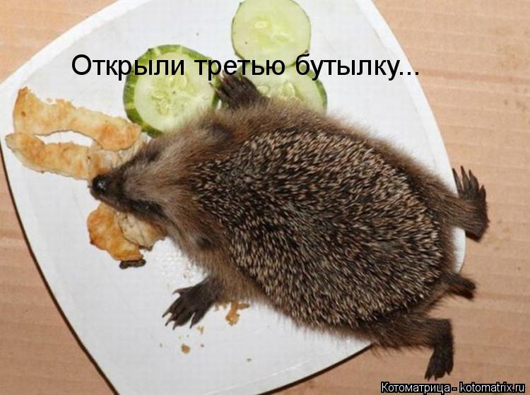 Котоматрица: Открыли третью бутылку...