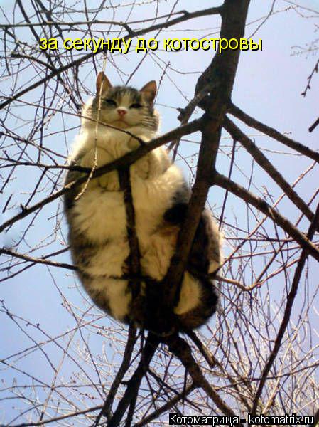 за секунду до котостровы... Котоматрица: за секунду до котостровы