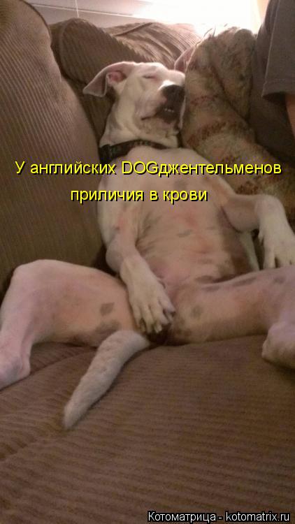 Котоматрица: У английских DOGджентельменов приличия в крови