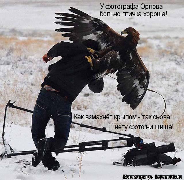Котоматрица: У фотографа Орлова больно птичка хороша! Как взмахнёт крылом - так снова нету фото ни шиша!