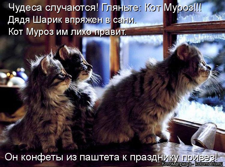 Чудеса случаются! Гляньте: Кот Муроз!!! Он конфеты из паштета к празднику привез! Дядя Шарик впряжен ... Котоматрица: Чудеса случаются! Гляньте: Кот Муроз!!! Он конфеты из паштета к празднику привез! Дядя Шарик впряжен в сани. Кот Муроз им лихо правит.