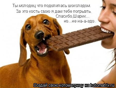 Котоматрица: Ты молодец что поделилась шоколадом. За это кость свою я дам тебе погрызть. Спасибо,Шарик... но...не на-а-адо.