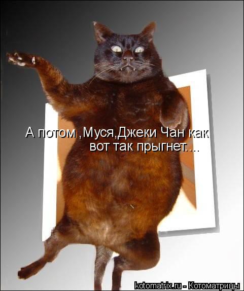 А потом ,Муся,Джеки Чан как вот так прыгнет....... Котоматрица: А потом ,Муся,Джеки Чан как вот так прыгнет....