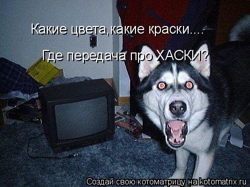 Котоматрица: Какие цвета,какие краски.... Где передача про ХАСКИ?