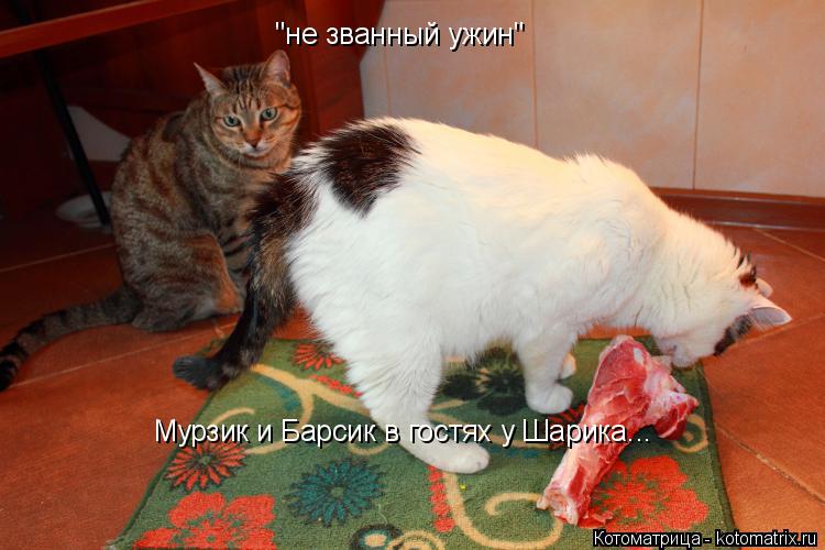 "не званный ужин" Мурзик и Барсик в гостях у Шарика...... Котоматрица: "не званный ужин" Мурзик и Барсик в гостях у Шарика...
