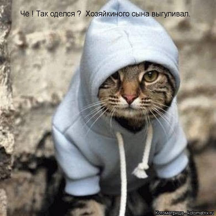 Чё ! Так оделся ? Хозяйкиного сына выгуливал.... Котоматрица: Чё ! Так оделся ? Хозяйкиного сына выгуливал.