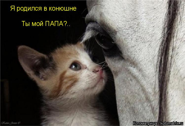 Котоматрица: Я родился в конюшне Я родился в конюшне Ты мой ПАПА?..