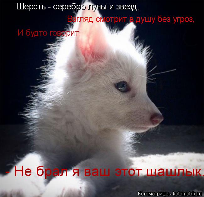 Котоматрица: Шерсть - серебро луны и звезд, Взгляд смотрит в душу без угроз, И будто говорит: - Не брал я ваш этот шашлык.