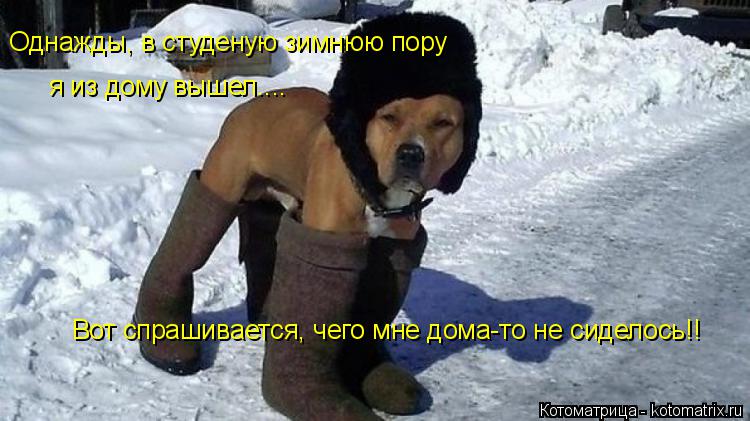 Однажды, в студеную зимнюю пору я из дому вышел.... Вот спрашивается, чего мне дома-то не сиделось!!... Котоматрица: Однажды, в студеную зимнюю пору я из дому вышел.... Вот спрашивается, чего мне дома-то не сиделось!!