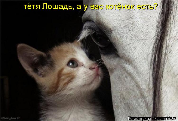 тётя Лошадь, а у вас котёнок есть?... Котоматрица: тётя Лошадь, а у вас котёнок есть?