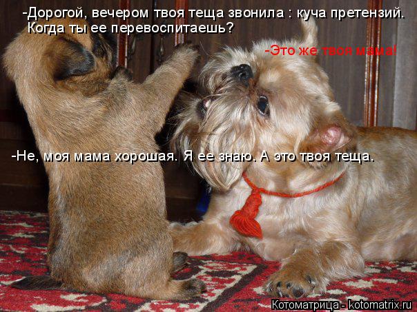 Котоматрица: -Дорогой, вечером твоя теща звонила : куча претензий. Когда ты ее перевоспитаешь? -Это же твоя мама! -Не, моя мама хорошая. Я ее знаю. А это твоя 